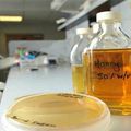 Découverte d’un mystérieux miel qui tue toutes les bactéries