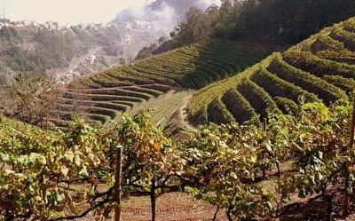 Le madère. Les maladies de la vigne. En 1852.