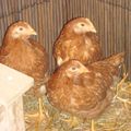 Poules