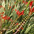 Même fleurs rouges, mouvement des feuillages