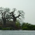 Couple de baobabs