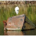 aigrette garzette