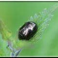 COLEOPTERA