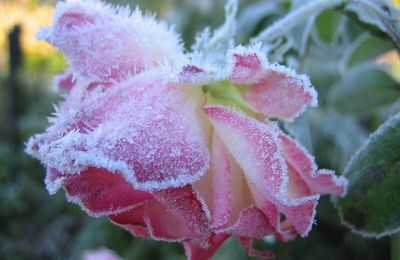 La couche de glace maintient les plantes hors gel !