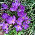 Crocus, jonquilles, narcisses, muscaris, jacinthes...