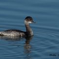 Visite au teich