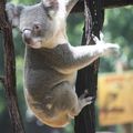 CAIRNS - KOALAS