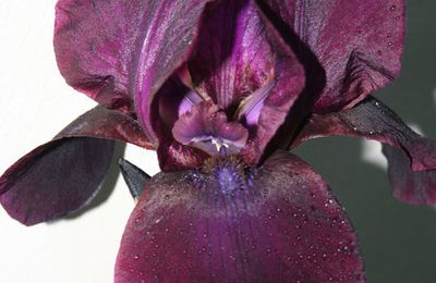 Iris noir, pourpre!