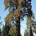 Pourquoi le Sequoïa ?
