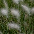 Une graminée souvent cultivée comme une annuelle...