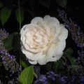 Jardins de Chaumont sur Loire. 