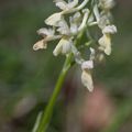 A la découverte des orchidées de la Drôme : l'Orchis × plessidiaca