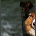 magnifique face d'une femelle border collie tricolore saddleback : Jess des borders de Grimmauprès