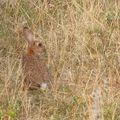 Lapin de garenne