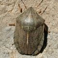 Scutelleridae > Eurygaster austriaca