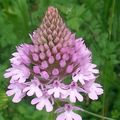 Orchis pyramidal de deux teintes différentes