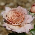 La rose de cornouaille