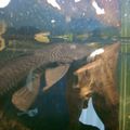 le pleco qui se regale d un morceau de concombre