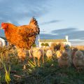 La Maman Poule de Maryline, 4e inscrite