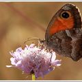 Fleurs des champs