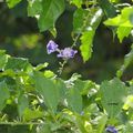 novembre au jardin