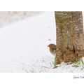 Les petits oiseaux du jardin Bis ....