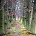 Chemin d'automne ? Nikon D50 - 70mm - f4Photo