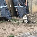 [GRIF' En Fête] Mon petit plastron a séduit une marraine! Plastronne.