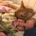 Amour entre un chat et un bébé