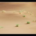 Traces de vie dans un désert minéralDune de