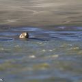 Les phoques veaux-marins de la baie de Somme 