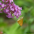 La Sylvaine (Ochlodes sylvanus)