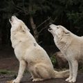 loups de l'Arctique