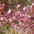 Fleurs de Tamaris