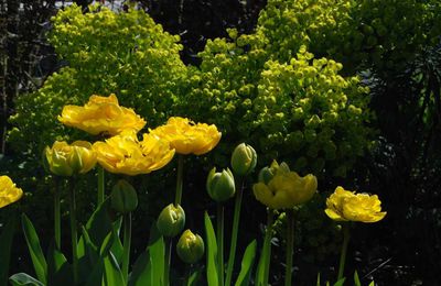 Au temps des tulipes