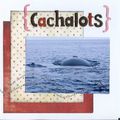 Cachalots