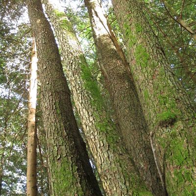 la cépée d’Aulne