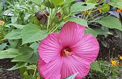 Quelques fleurs et bibliothèque personnelle