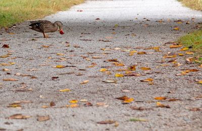 Canard aux pommes ....