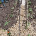 🍅🍅🍅 Le temps de la plantation des tomates : quelques conseils pratiques 🍅🍅🍅