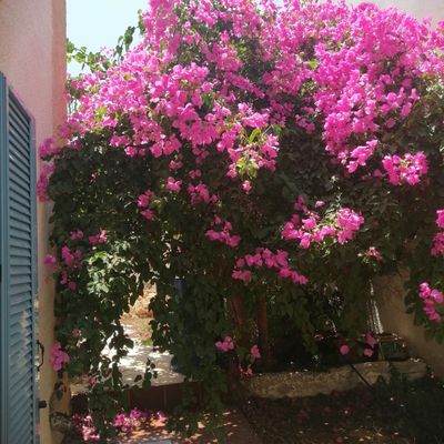 Quelques jours de juin  à Egine ...