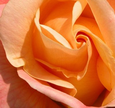 Les fleurs du Samedi N°342 du 06-12-25