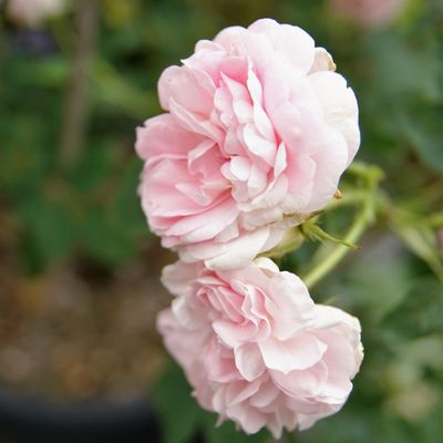 Au jardin