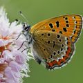 Graham save le Cuivré de la Bistorte en vallée de