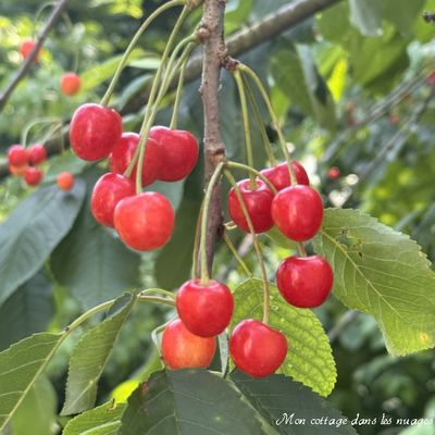 Journal de bord de printemps: tilleul, framboise et romarin