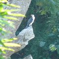 Cormoran pie - Phalacrocorax melanoleucos Little Pied Cormorant