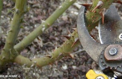 La taille des rosiers remontants, c'est au début du printemps...