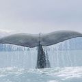 Baleines de Vancouver