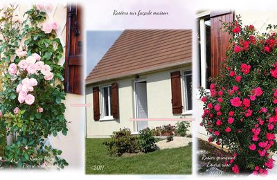 Mon jardin vert et roses