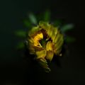 Fleur de pissenlit